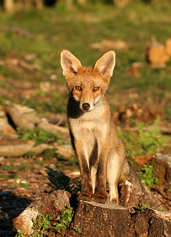 Renard 1