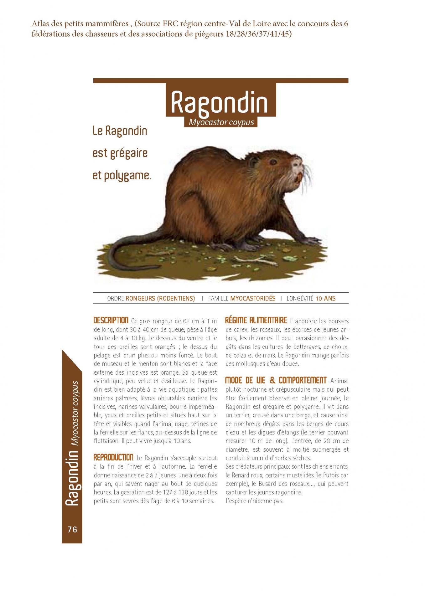 Ragondin 1