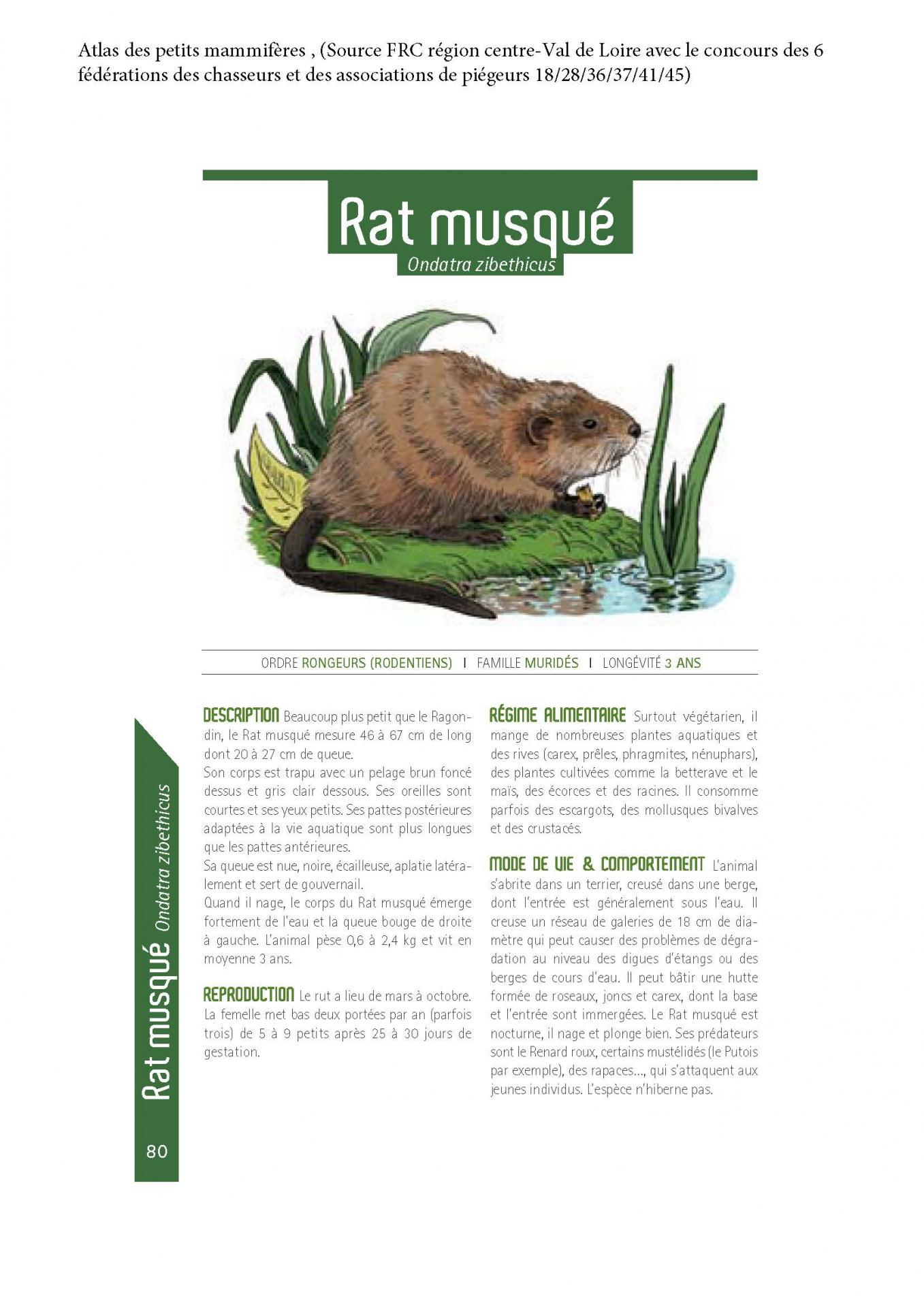 Ratmusque 1