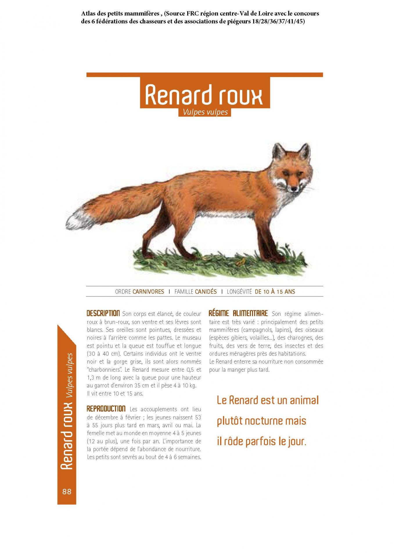 Renardroux 1